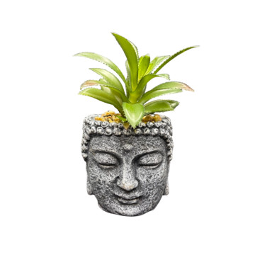 Süni Sukkulent Dıbçək ‘Budda’