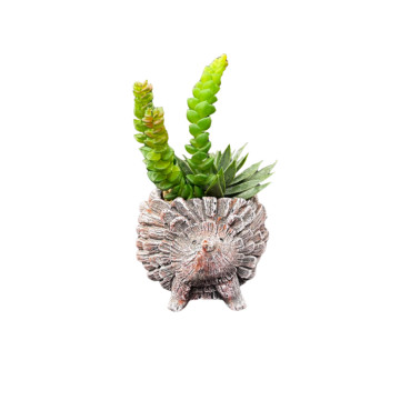 Süni Sukkulent Dıbçək “Kirpi”
